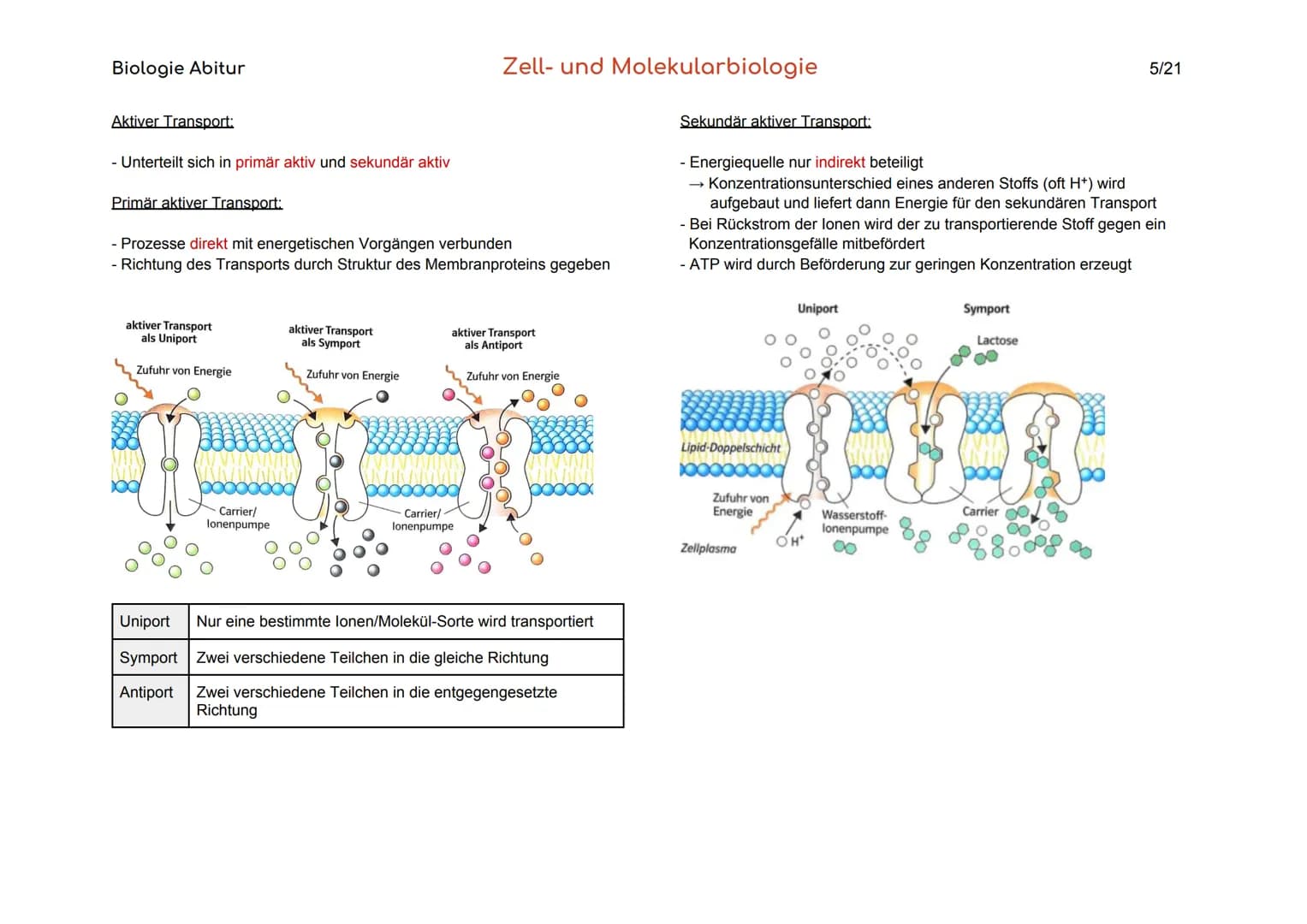 Biologie Abitur
Organisationsebenen
Atom
Makromolekül
Organell
Zelle
Gewebe
Organ
Organsystem
Organismus
Lebensgemeinschaft
Ökosystem
- Best