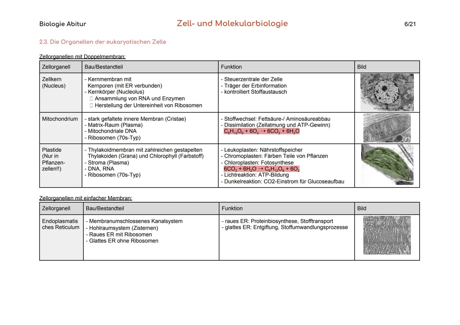 Biologie Abitur
Organisationsebenen
Atom
Makromolekül
Organell
Zelle
Gewebe
Organ
Organsystem
Organismus
Lebensgemeinschaft
Ökosystem
- Best