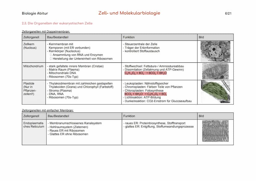 Biologie Abitur
Organisationsebenen
Atom
Makromolekül
Organell
Zelle
Gewebe
Organ
Organsystem
Organismus
Lebensgemeinschaft
Ökosystem
- Best