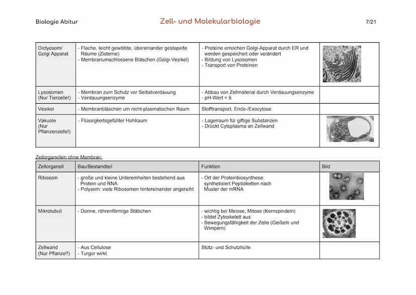 Biologie Abitur
Organisationsebenen
Atom
Makromolekül
Organell
Zelle
Gewebe
Organ
Organsystem
Organismus
Lebensgemeinschaft
Ökosystem
- Best