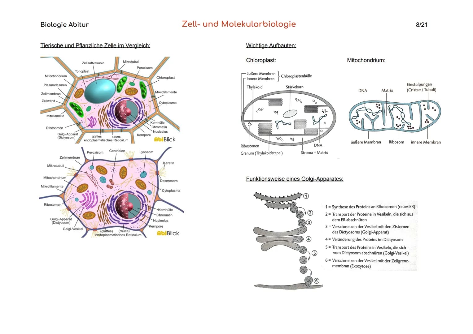 Biologie Abitur
Organisationsebenen
Atom
Makromolekül
Organell
Zelle
Gewebe
Organ
Organsystem
Organismus
Lebensgemeinschaft
Ökosystem
- Best