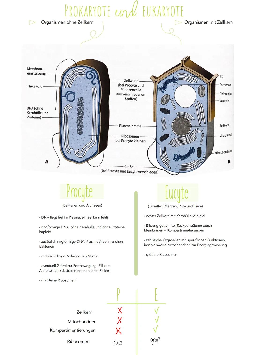 Organismen ohne Zellkern
Membran-
einstülpung
Thylakoid
DNA (ohne
Kernhülle und
Proteine)
PROKARYOTE und EUKARYOTE
A
Procute
(Bakterien und
