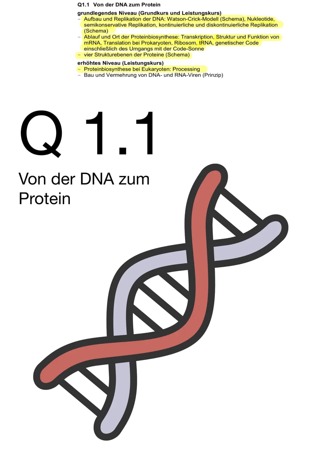 Q1.1 Von der DNA zum Protein
grundlegendes Niveau (Grundkurs und Leistungskurs)
Aufbau und Replikation der DNA: Watson-Crick-Modell (Schema)