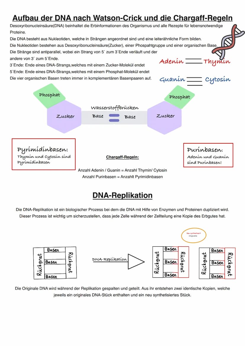 Q1.1 Von der DNA zum Protein
grundlegendes Niveau (Grundkurs und Leistungskurs)
Aufbau und Replikation der DNA: Watson-Crick-Modell (Schema)