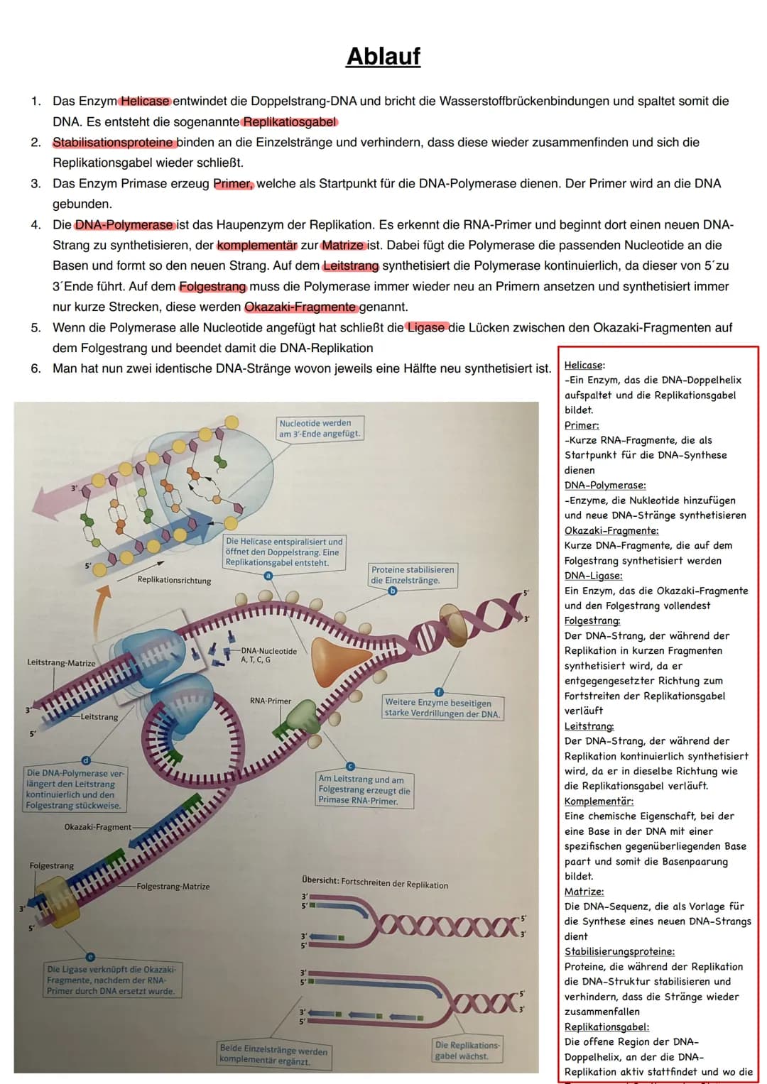 Q1.1 Von der DNA zum Protein
grundlegendes Niveau (Grundkurs und Leistungskurs)
Aufbau und Replikation der DNA: Watson-Crick-Modell (Schema)