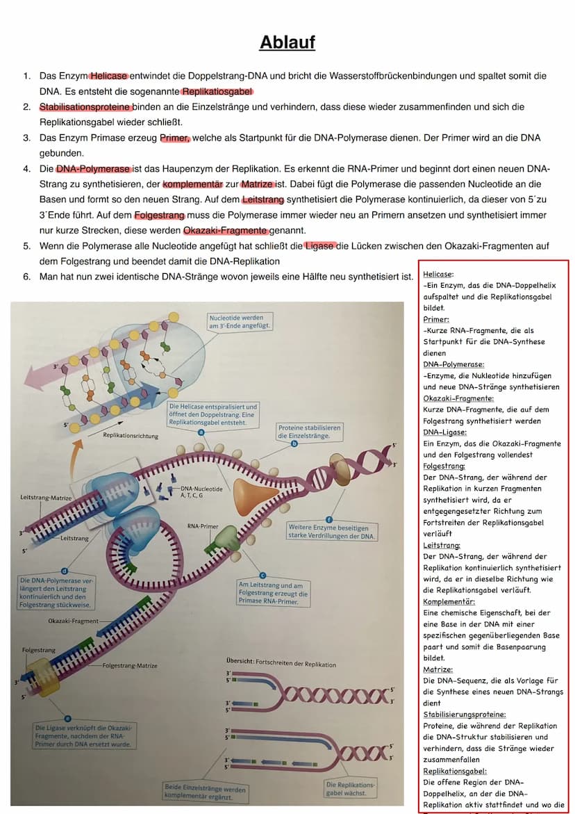Q1.1 Von der DNA zum Protein
grundlegendes Niveau (Grundkurs und Leistungskurs)
Aufbau und Replikation der DNA: Watson-Crick-Modell (Schema)