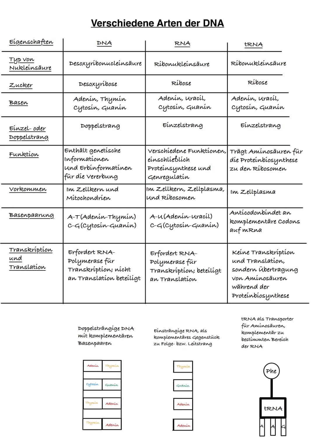 Q1.1 Von der DNA zum Protein
grundlegendes Niveau (Grundkurs und Leistungskurs)
Aufbau und Replikation der DNA: Watson-Crick-Modell (Schema)
