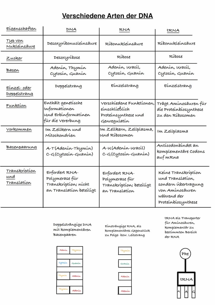 Q1.1 Von der DNA zum Protein
grundlegendes Niveau (Grundkurs und Leistungskurs)
Aufbau und Replikation der DNA: Watson-Crick-Modell (Schema)