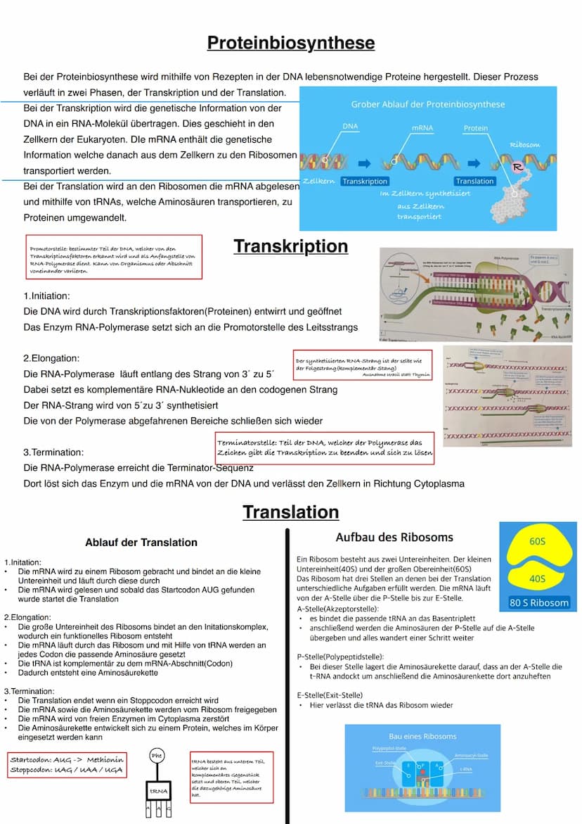 Q1.1 Von der DNA zum Protein
grundlegendes Niveau (Grundkurs und Leistungskurs)
Aufbau und Replikation der DNA: Watson-Crick-Modell (Schema)