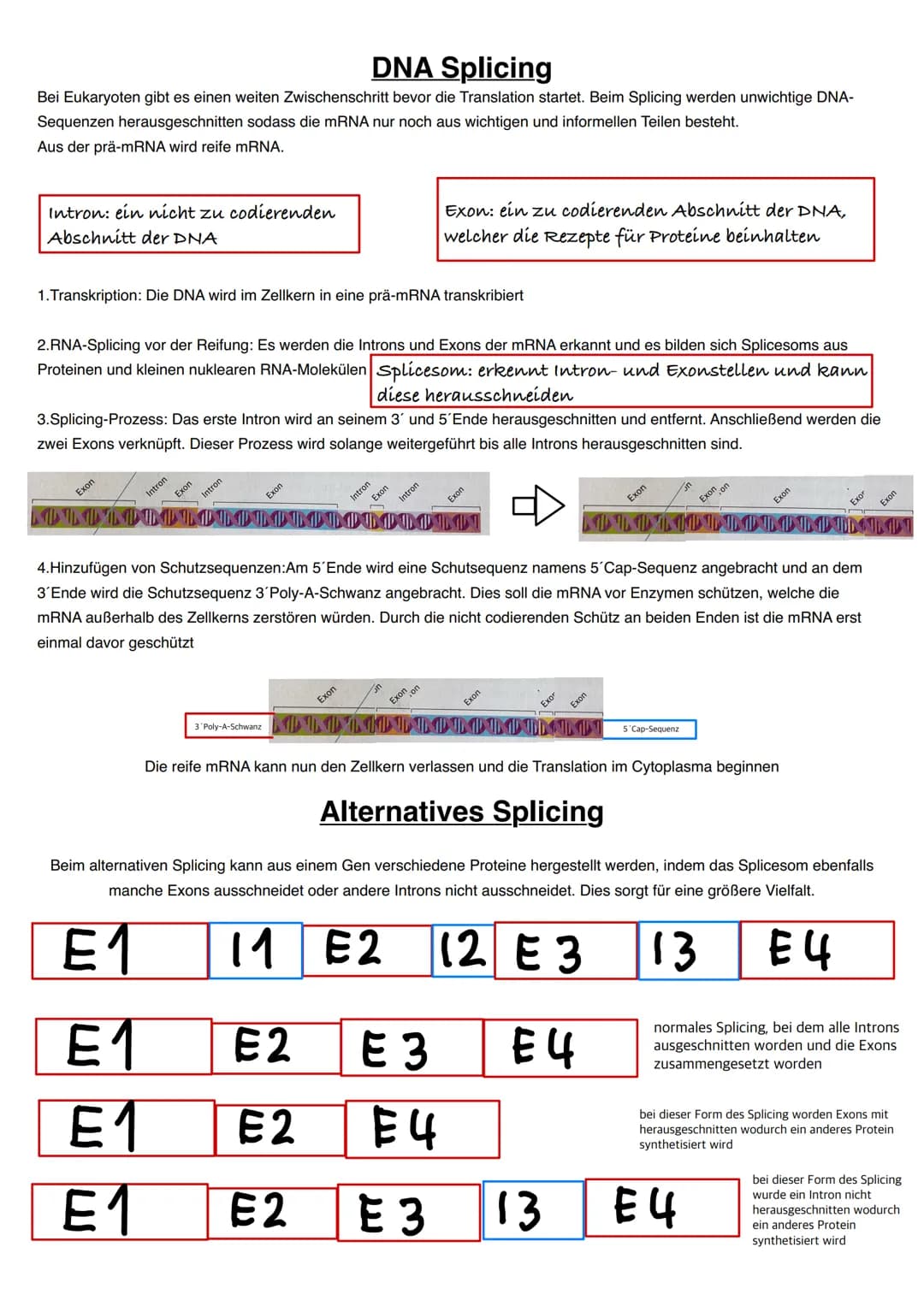 Q1.1 Von der DNA zum Protein
grundlegendes Niveau (Grundkurs und Leistungskurs)
Aufbau und Replikation der DNA: Watson-Crick-Modell (Schema)