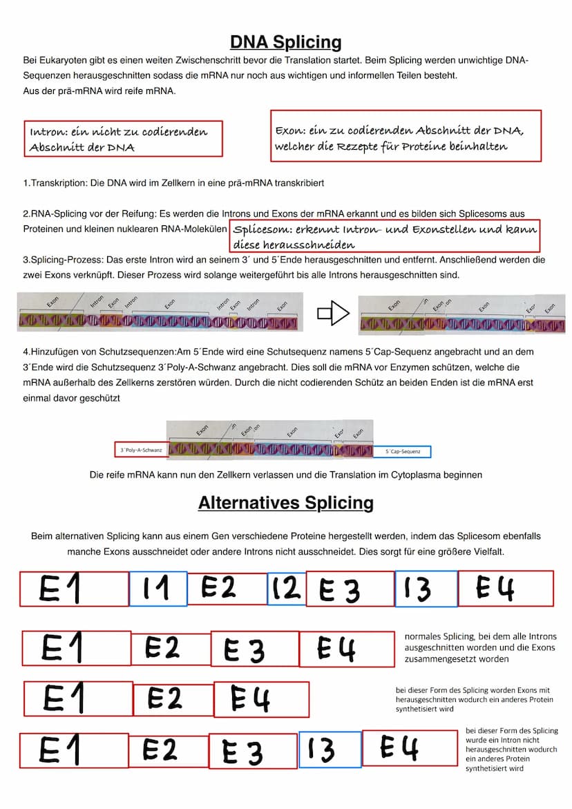 Q1.1 Von der DNA zum Protein
grundlegendes Niveau (Grundkurs und Leistungskurs)
Aufbau und Replikation der DNA: Watson-Crick-Modell (Schema)