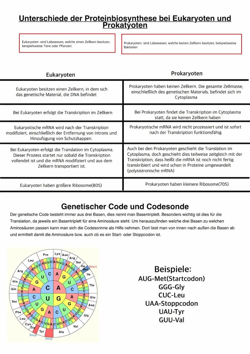 Q1.1 Von der DNA zum Protein
grundlegendes Niveau (Grundkurs und Leistungskurs)
Aufbau und Replikation der DNA: Watson-Crick-Modell (Schema)