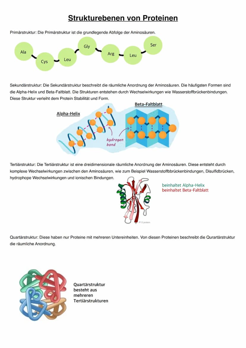 Q1.1 Von der DNA zum Protein
grundlegendes Niveau (Grundkurs und Leistungskurs)
Aufbau und Replikation der DNA: Watson-Crick-Modell (Schema)