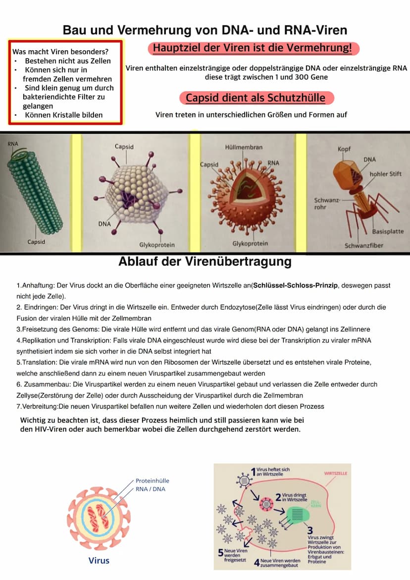 Q1.1 Von der DNA zum Protein
grundlegendes Niveau (Grundkurs und Leistungskurs)
Aufbau und Replikation der DNA: Watson-Crick-Modell (Schema)