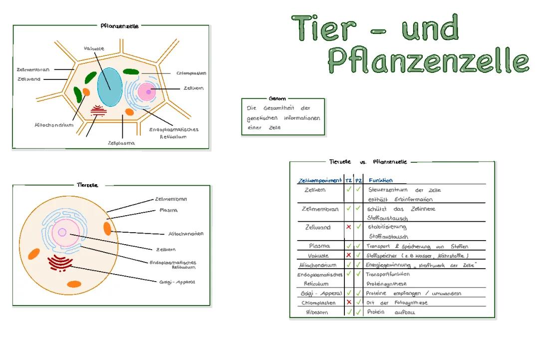 Tier - und Pflanzenzelle 