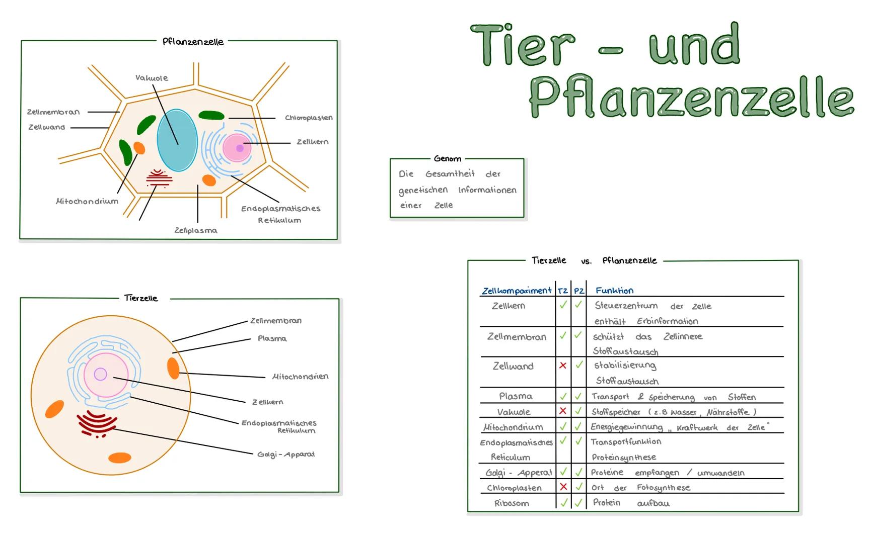 Zellmembran
Zellwand
Mitochondrium
Pflanzenzelle
Vakuole
Tierzelle
Zellplasma
Chloroplasten
Endoplasmatisches
Retikulum
Zellkern
Zellmembran