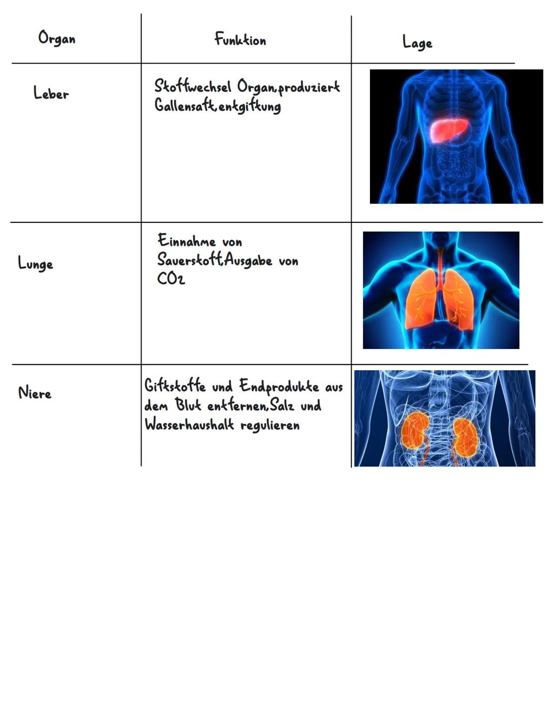 Organ
Magen
Herz
Dünndarm
Dickdarm
ORGANE
Funktion
Nahrung zu einen Speißebrei
verarbeiten, Verdauung von
Eiweißen
Alle Organe werden mit
Nä