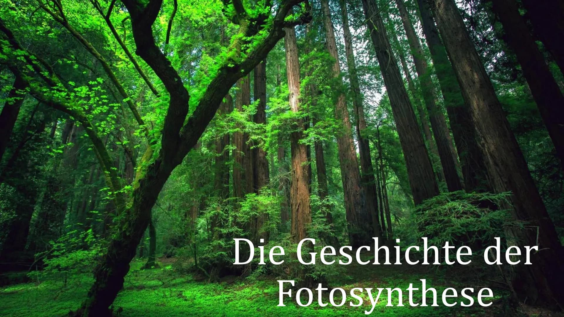 Die Geschichte der
Fotosynthese Gliederung
Erste Gedanken
Neuer Anfang
Experiment
Licht
Benannte Gase
Weitere Untersuchungen
Biochemische Sc