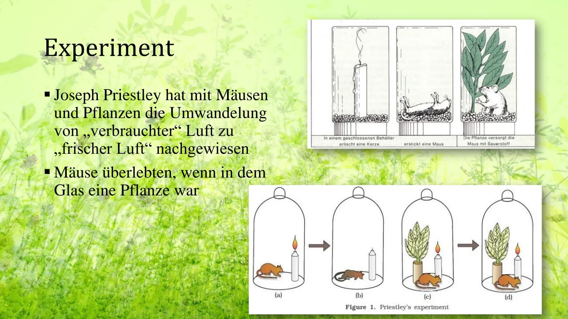 Die Geschichte der
Fotosynthese Gliederung
Erste Gedanken
Neuer Anfang
Experiment
Licht
Benannte Gase
Weitere Untersuchungen
Biochemische Sc