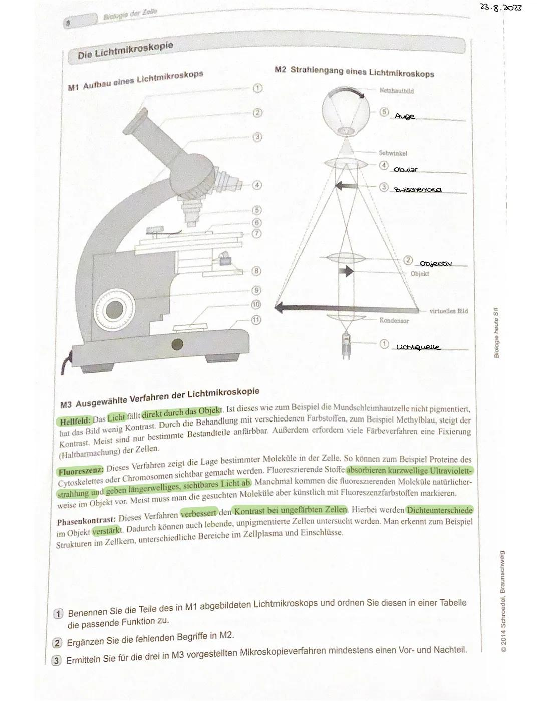 Biologie der Zelle
Die Lichtmikroskopie
M1 Aufbau eines Lichtmikroskops
M2 Strahlengang eines Lichtmikroskops
Netzhautbild
Auge
Sehwinkel
Ok