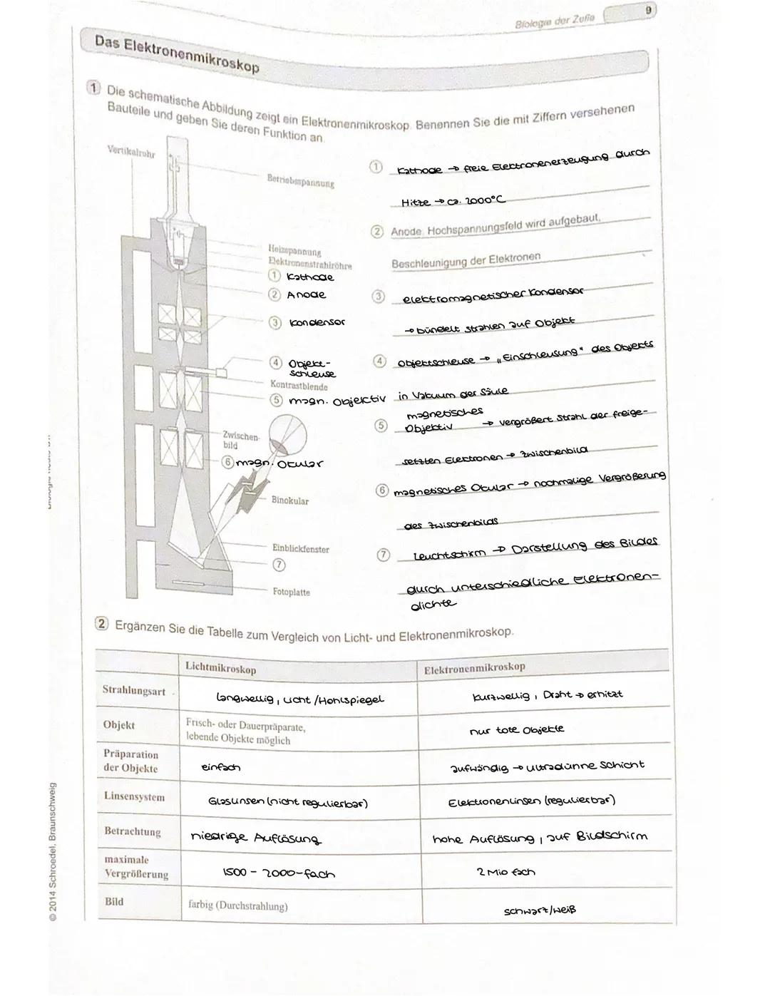 Biologie der Zelle
Die Lichtmikroskopie
M1 Aufbau eines Lichtmikroskops
M2 Strahlengang eines Lichtmikroskops
Netzhautbild
Auge
Sehwinkel
Ok