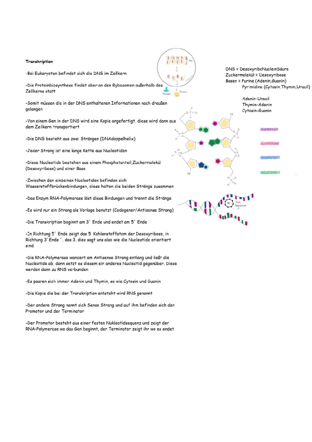 Transkription und Translation