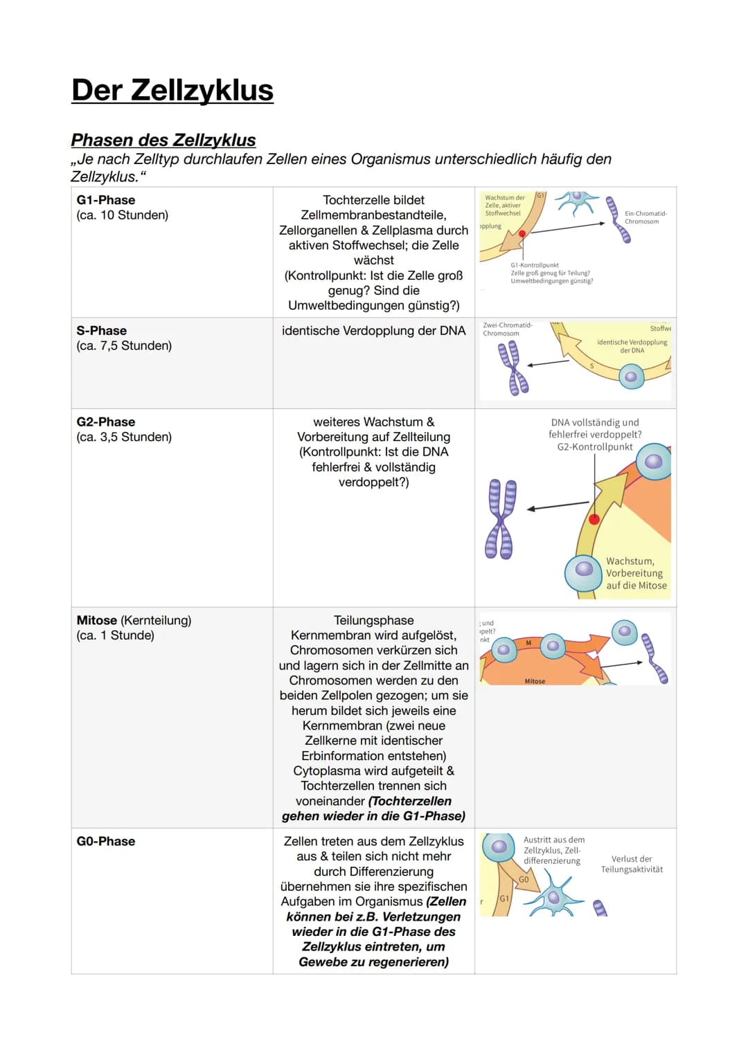 Der Zellzyklus
Phasen des Zellzyklus
,,Je nach Zelltyp durchlaufen Zellen eines Organismus unterschiedlich häufig den
Zellzyklus."
G1-Phase
