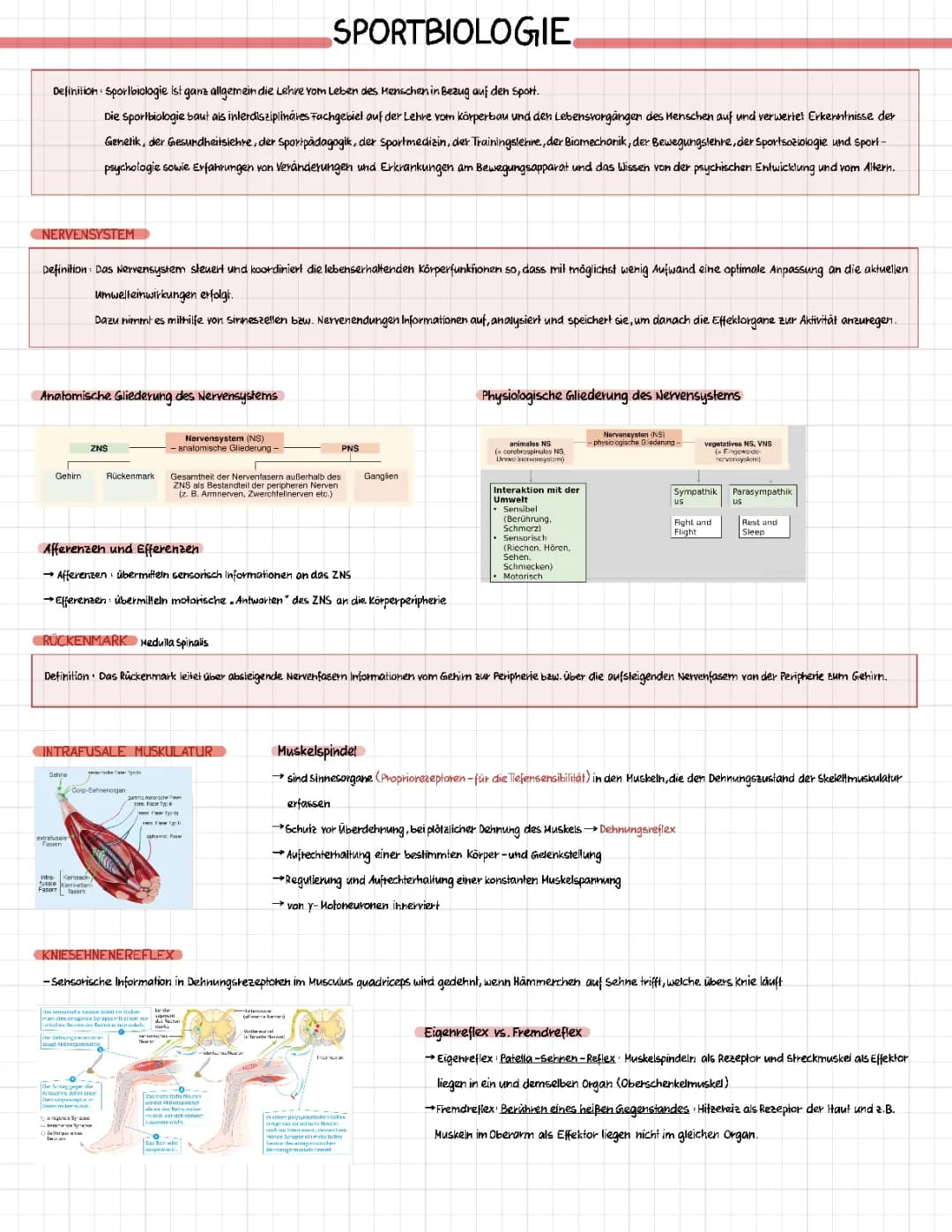 Muskelaufbau und Herz: Sportbiologie leicht erklärt
