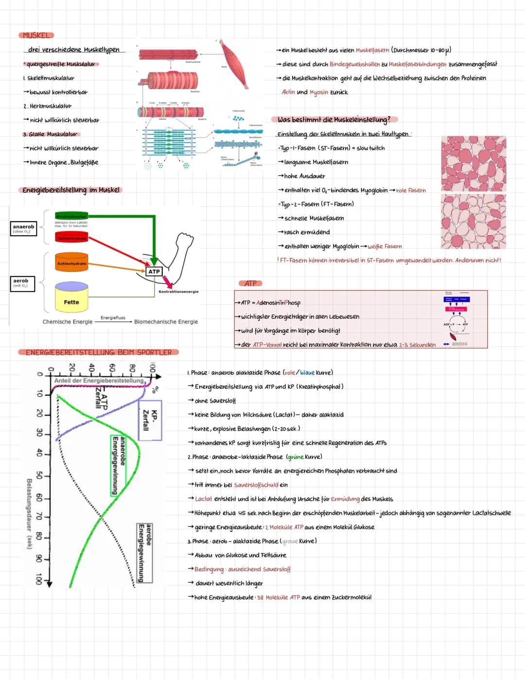 Definition Sportbiologie ist ganz allgemein die Lehre vom Leben des Menschen in Bezug auf den Sport.
Die Sportbiologie baut als interdiszipl