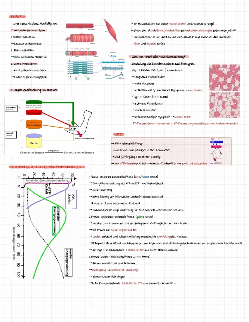 Definition Sportbiologie ist ganz allgemein die Lehre vom Leben des Menschen in Bezug auf den Sport.
Die Sportbiologie baut als interdiszipl