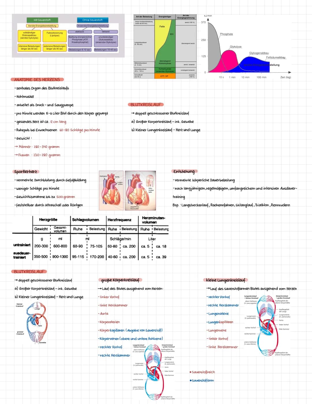 Definition Sportbiologie ist ganz allgemein die Lehre vom Leben des Menschen in Bezug auf den Sport.
Die Sportbiologie baut als interdiszipl