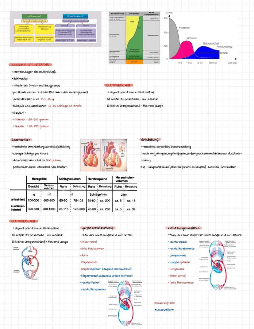 Definition Sportbiologie ist ganz allgemein die Lehre vom Leben des Menschen in Bezug auf den Sport.
Die Sportbiologie baut als interdiszipl