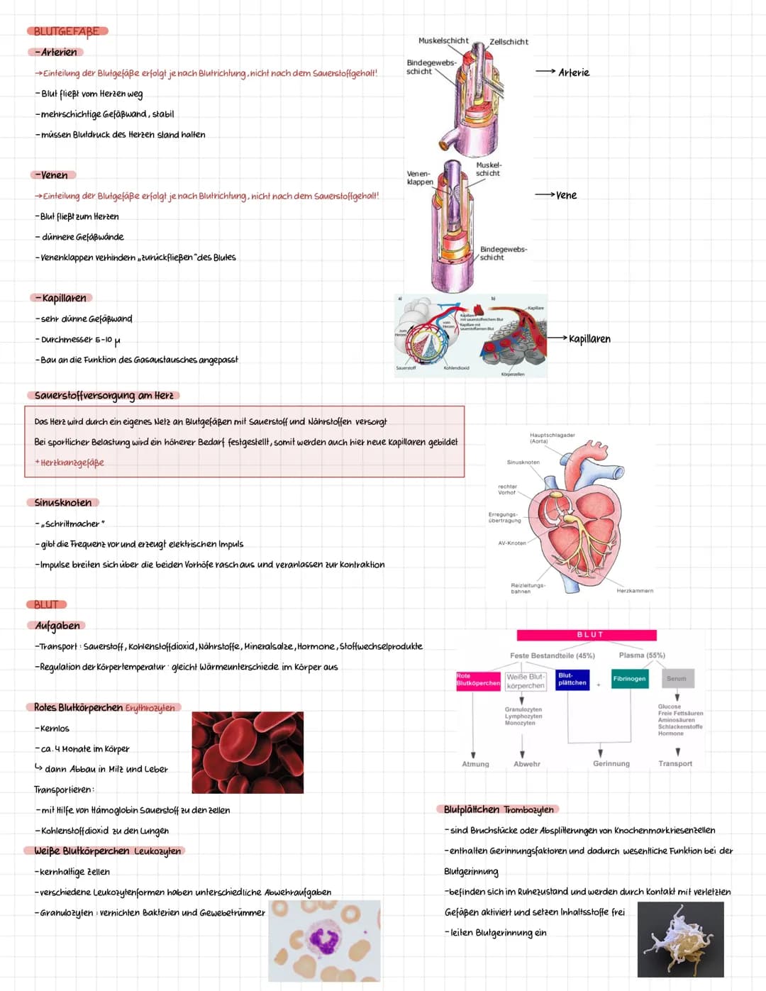 Definition Sportbiologie ist ganz allgemein die Lehre vom Leben des Menschen in Bezug auf den Sport.
Die Sportbiologie baut als interdiszipl