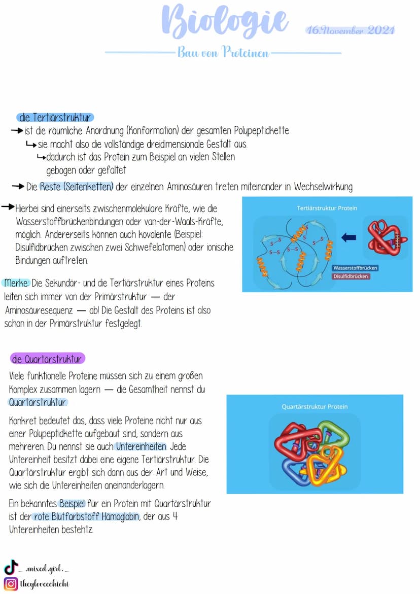 Biologie
· Bau von Enzymen
Was sind Enzyme?
Enzyme sind biologische Riesenmoleküle, wobei die meisten Enzyme Proteine (komplexe Eiweißmolekü