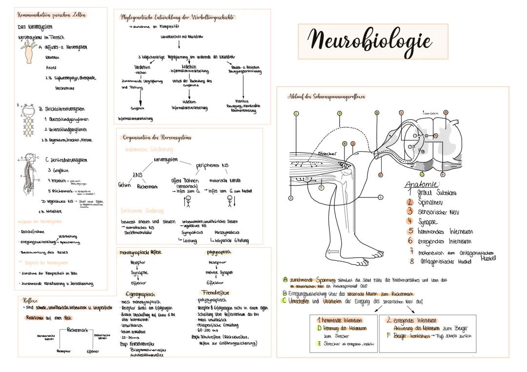 Neurobiologie, Nervensystem, Gehirn, Reflexe, Rückenmark