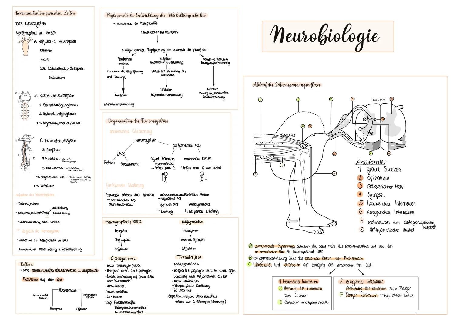 # Kommunikation zwischen Zellen

Das Nervensystem

Nervensysteme im Tierreich

A diffuses-o. Nervensystem

Neuronen

Axol

2.B. Süßwasserpol