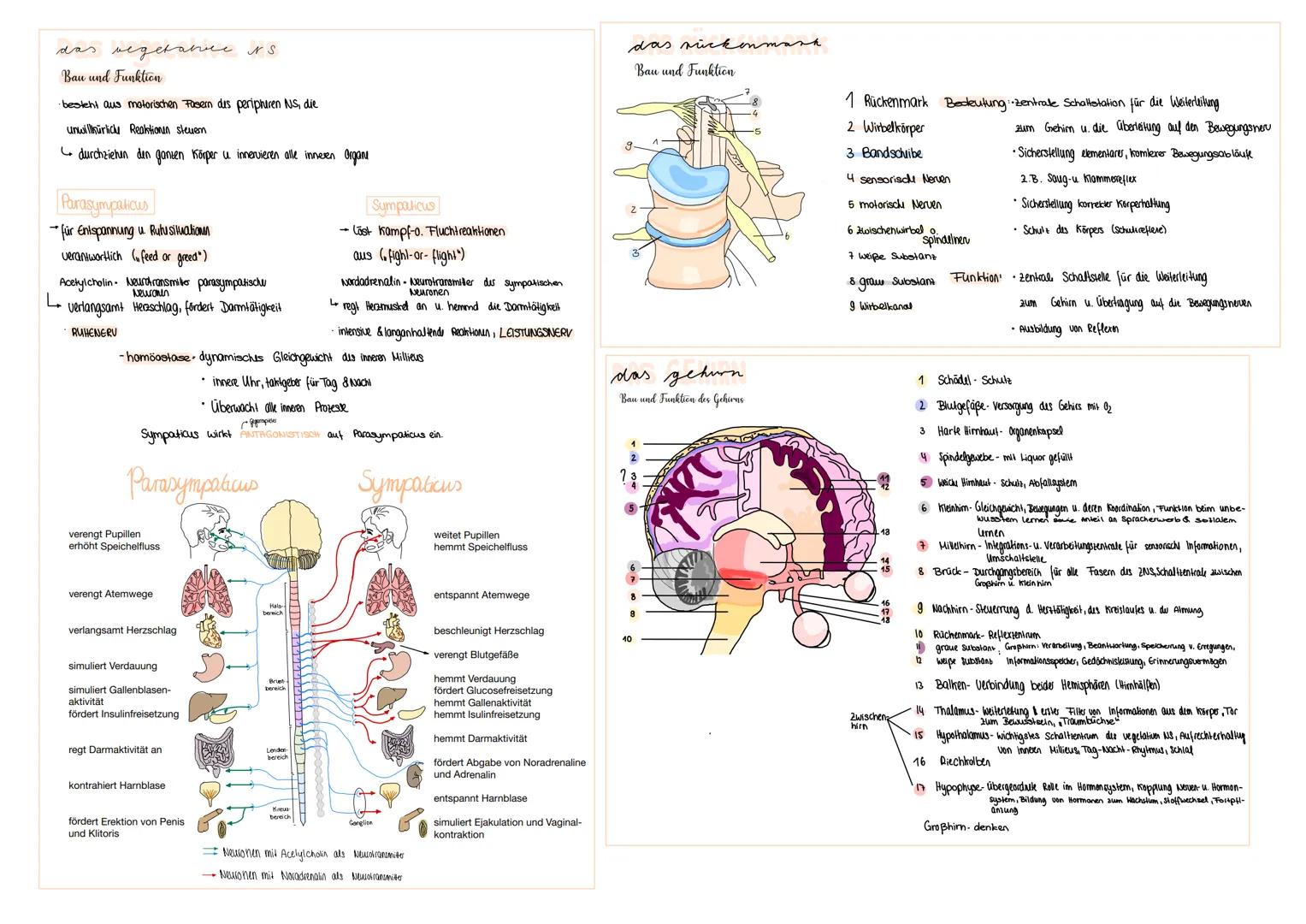 # Kommunikation zwischen Zellen

Das Nervensystem

Nervensysteme im Tierreich

A diffuses-o. Nervensystem

Neuronen

Axol

2.B. Süßwasserpol