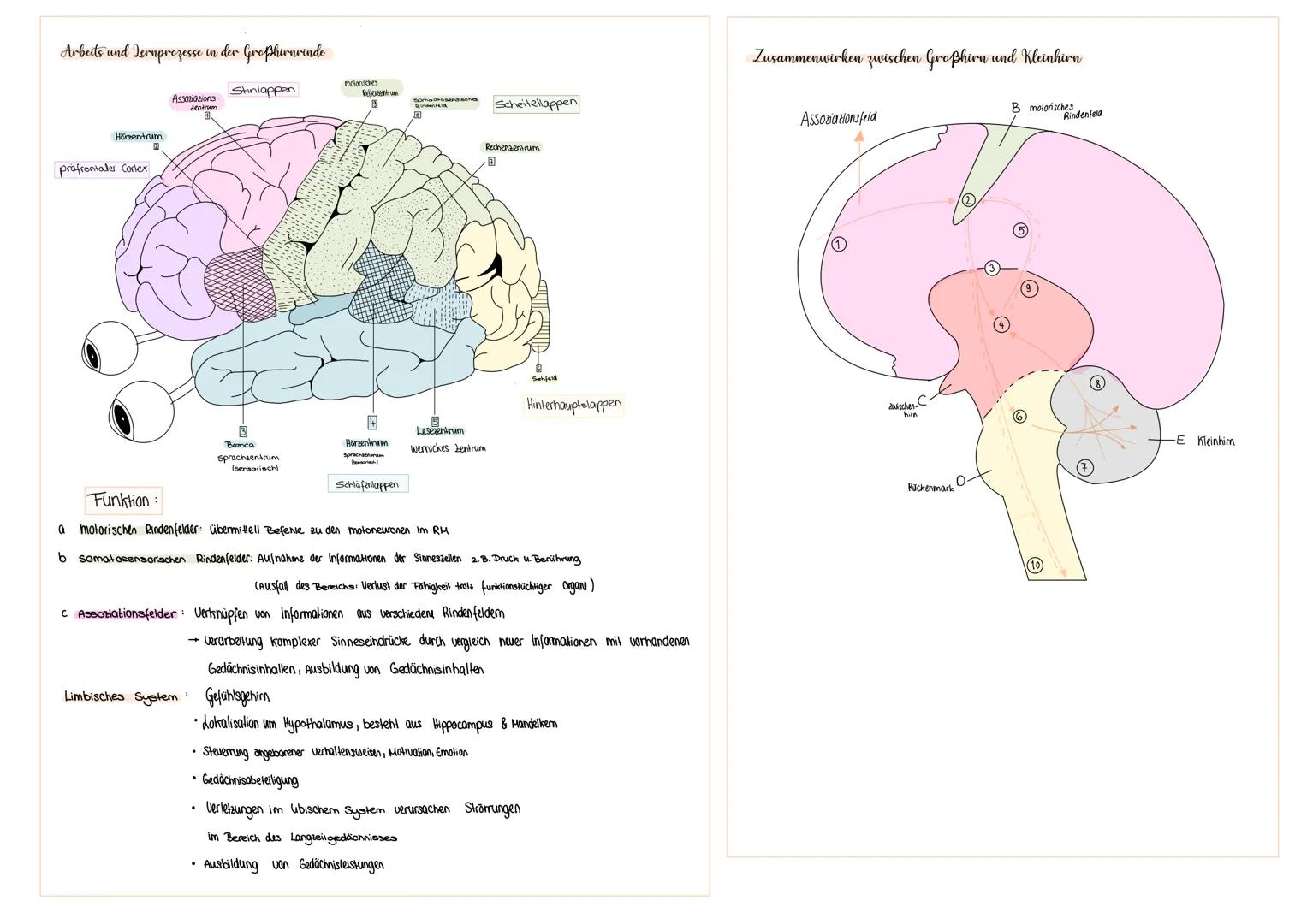 # Kommunikation zwischen Zellen

Das Nervensystem

Nervensysteme im Tierreich

A diffuses-o. Nervensystem

Neuronen

Axol

2.B. Süßwasserpol