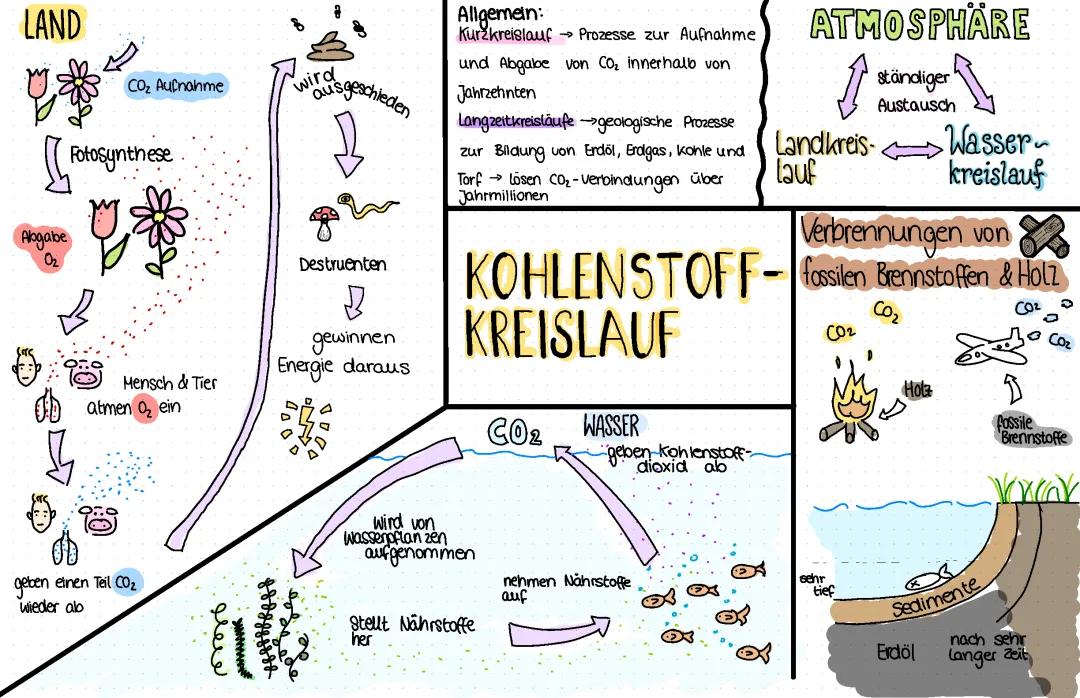 Kohlenstoffkreislauf 