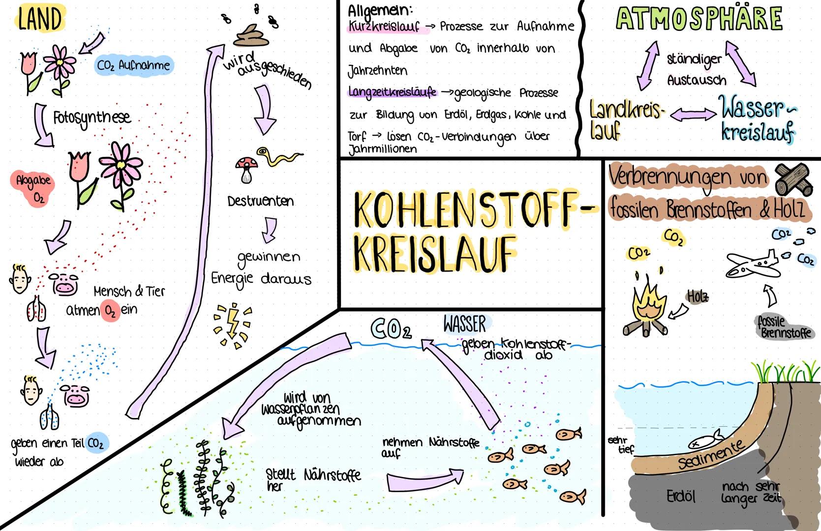 LAND
g
Abgabe
0₂
CO₂ Aufnahme
Fotosynthese
Mensch & Tier
atmen ₂ ein
geben einen Teil CO₂
wieder ab
لمعلو
godgjess so
wird
usgeschieden
12
D