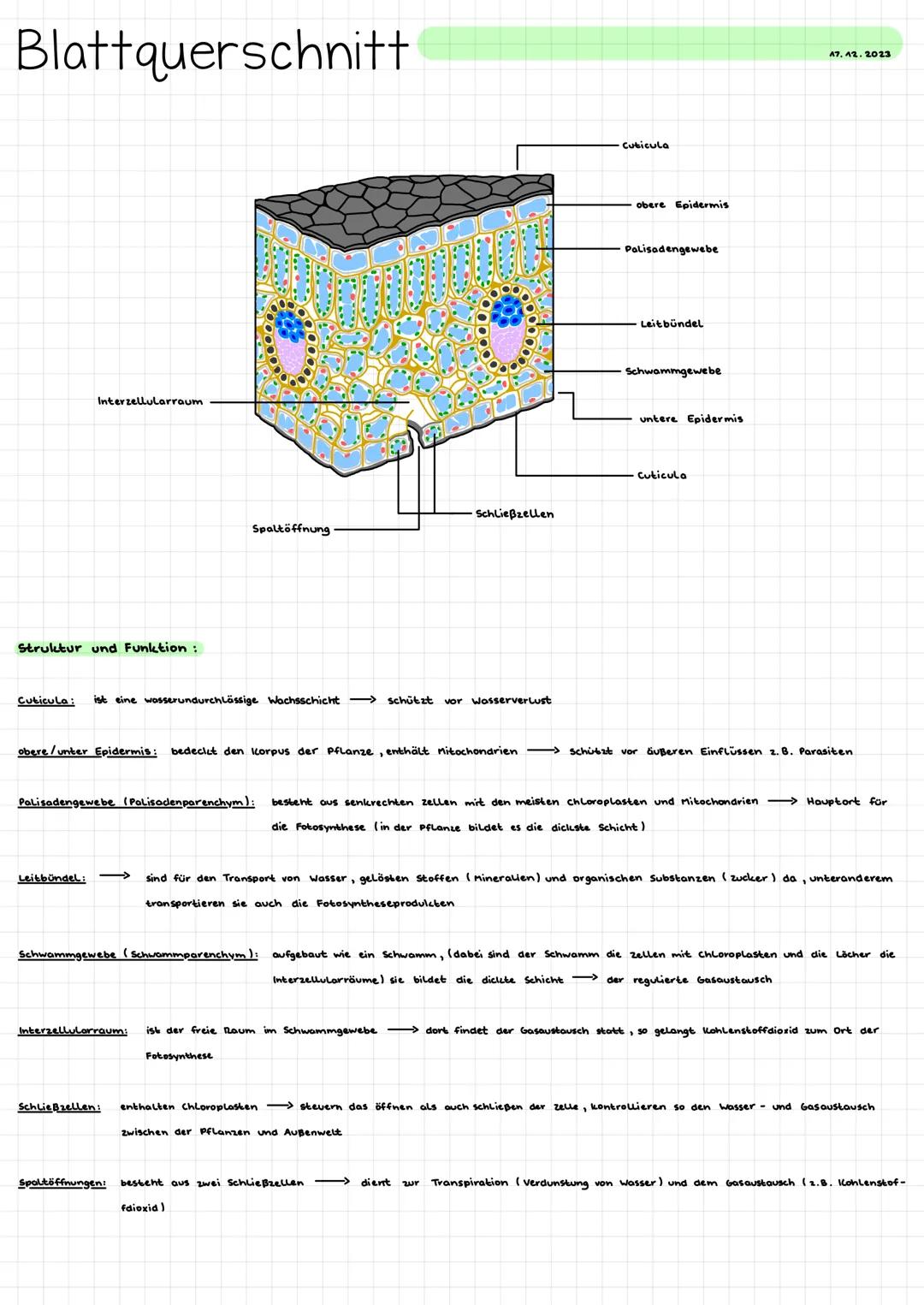Blattquerschnitt
Interzellularraum
Struktur und Funktion:
Spaltöffnung
Cuticula: ist eine wasserundurchlässige Wachsschichtschützt vor Wasse