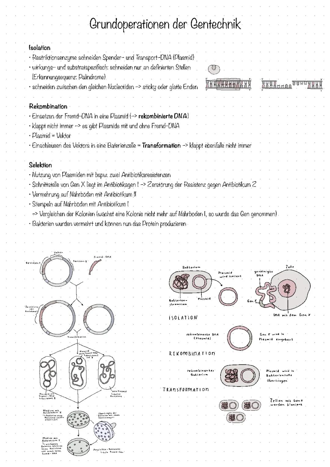 Rekombinante DNA und Transformation einfach erklärt