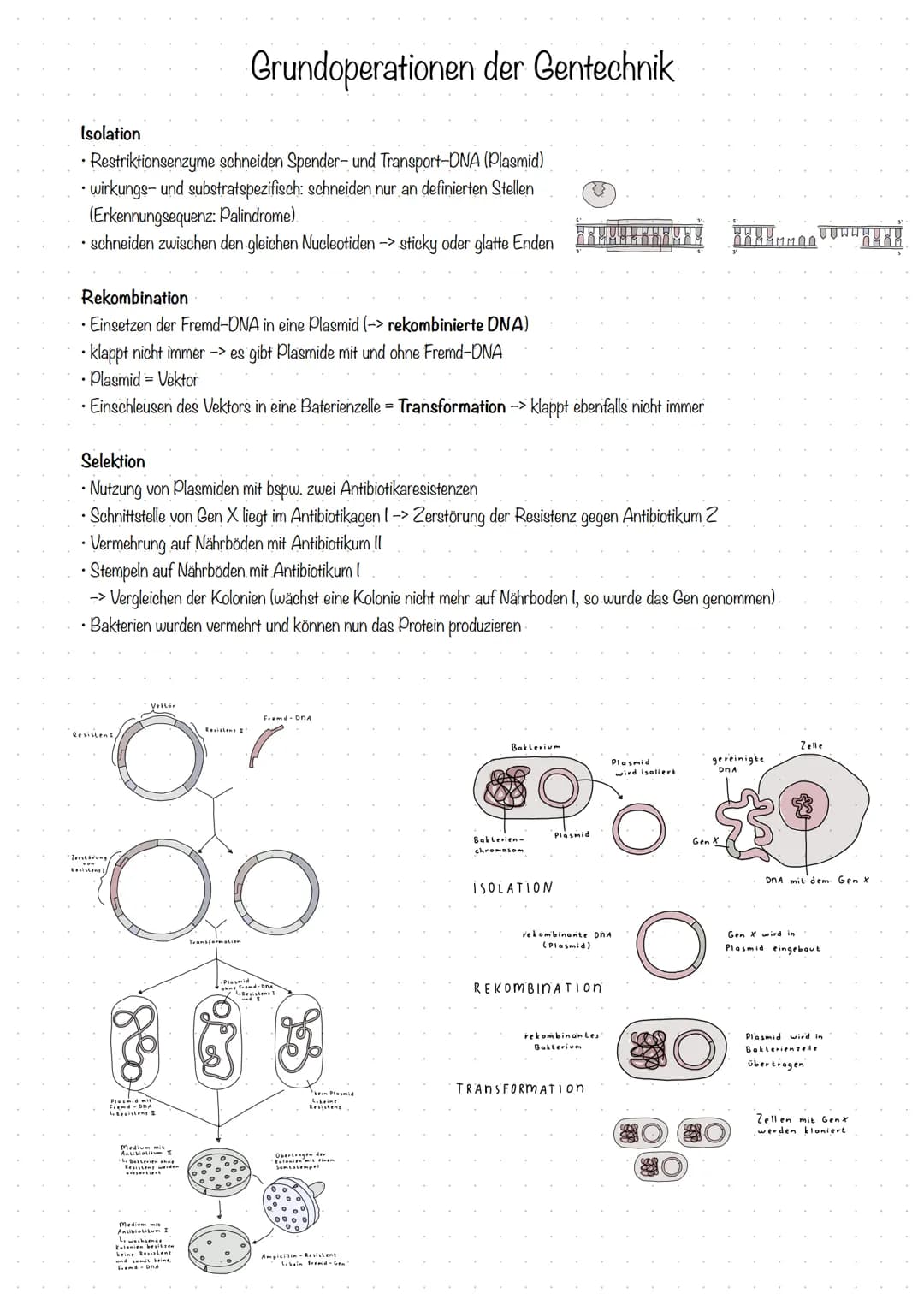 Isolation
•Restriktionsenzyme schneiden Spender- und Transport-DNA (Plasmid)
• wirkungs- und substratspezifisch: schneiden nur an definierte