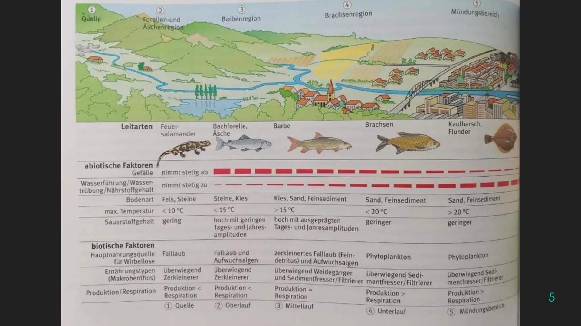 Ökosystem Fließgewässer
Schunk, Nele
23.06.2020 Nele Schunk
●
Gliederung eines Fließgewässers:
Abschnitte bezeichnet man nach Leitfischarten