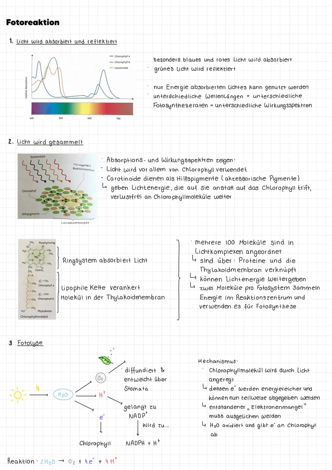 Im Allgemeinen
Definition Umwandlung energiearmer anorganischer Stoffe in energiereiche organische Stoffe mit Hilfe
von Licht.
Ort: Chloropl