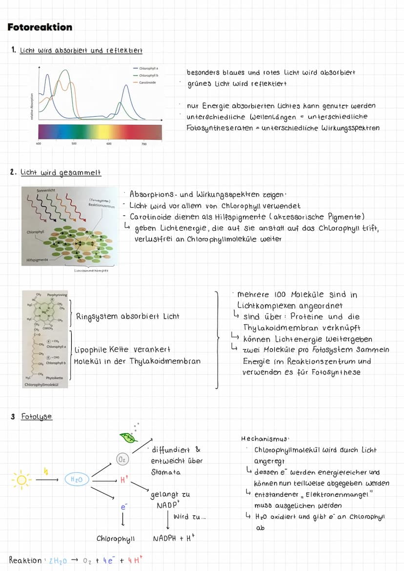 Im Allgemeinen
Definition Umwandlung energiearmer anorganischer Stoffe in energiereiche organische Stoffe mit Hilfe
von Licht.
Ort: Chloropl