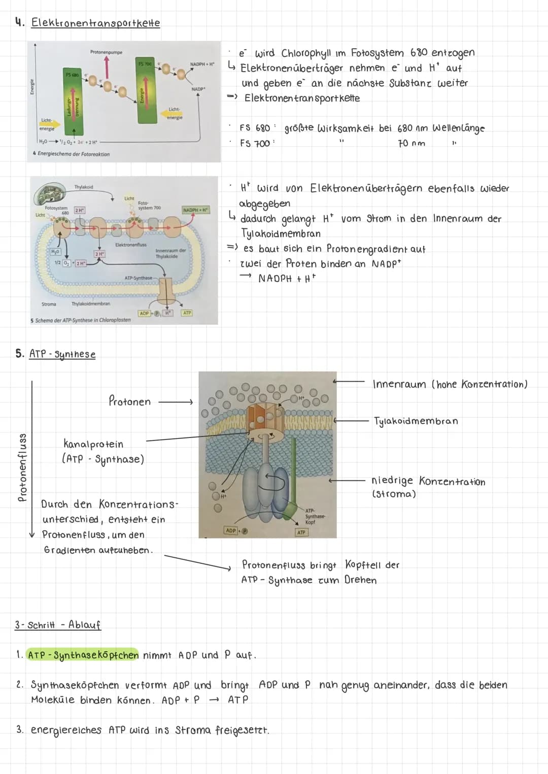 Im Allgemeinen
Definition Umwandlung energiearmer anorganischer Stoffe in energiereiche organische Stoffe mit Hilfe
von Licht.
Ort: Chloropl