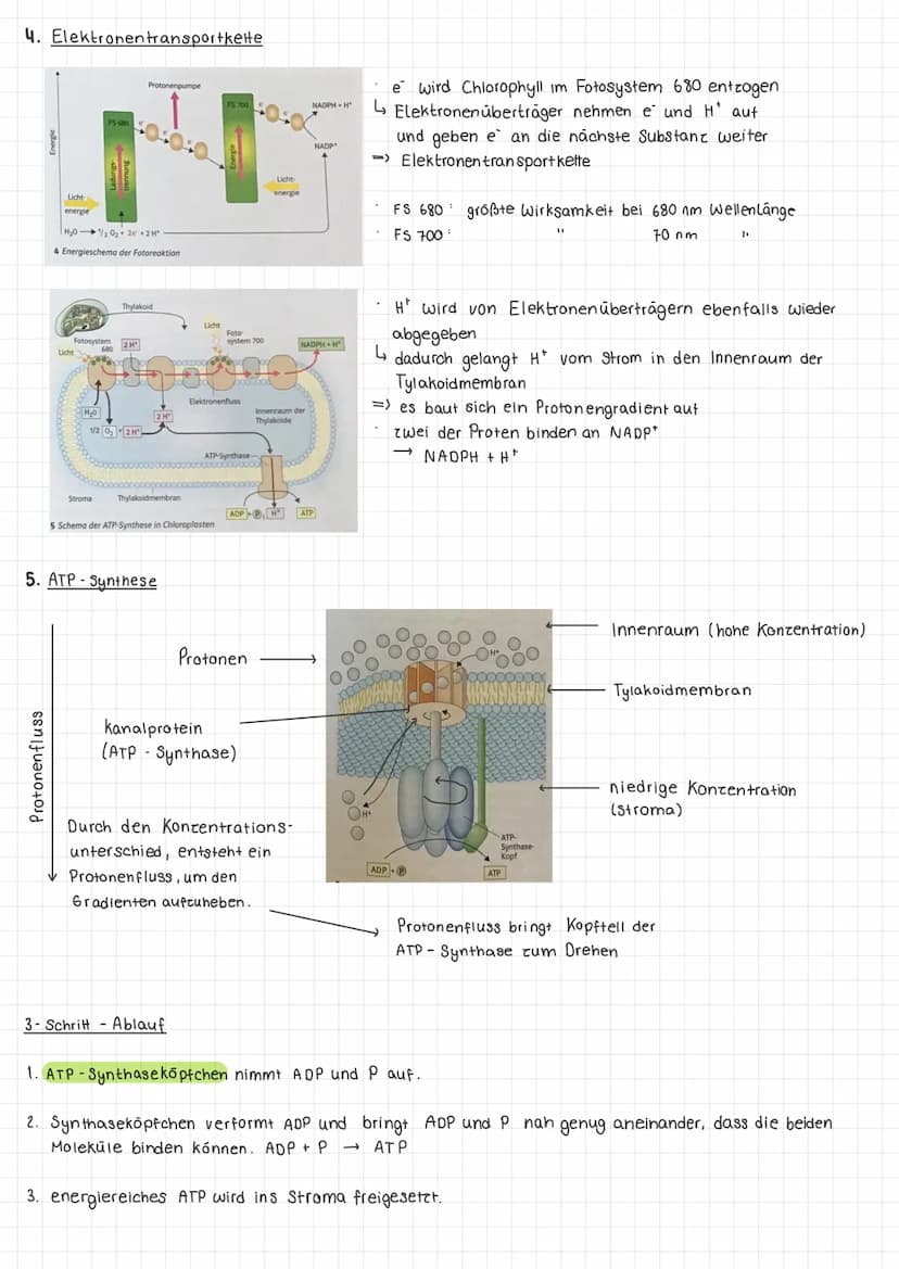 Im Allgemeinen
Definition Umwandlung energiearmer anorganischer Stoffe in energiereiche organische Stoffe mit Hilfe
von Licht.
Ort: Chloropl