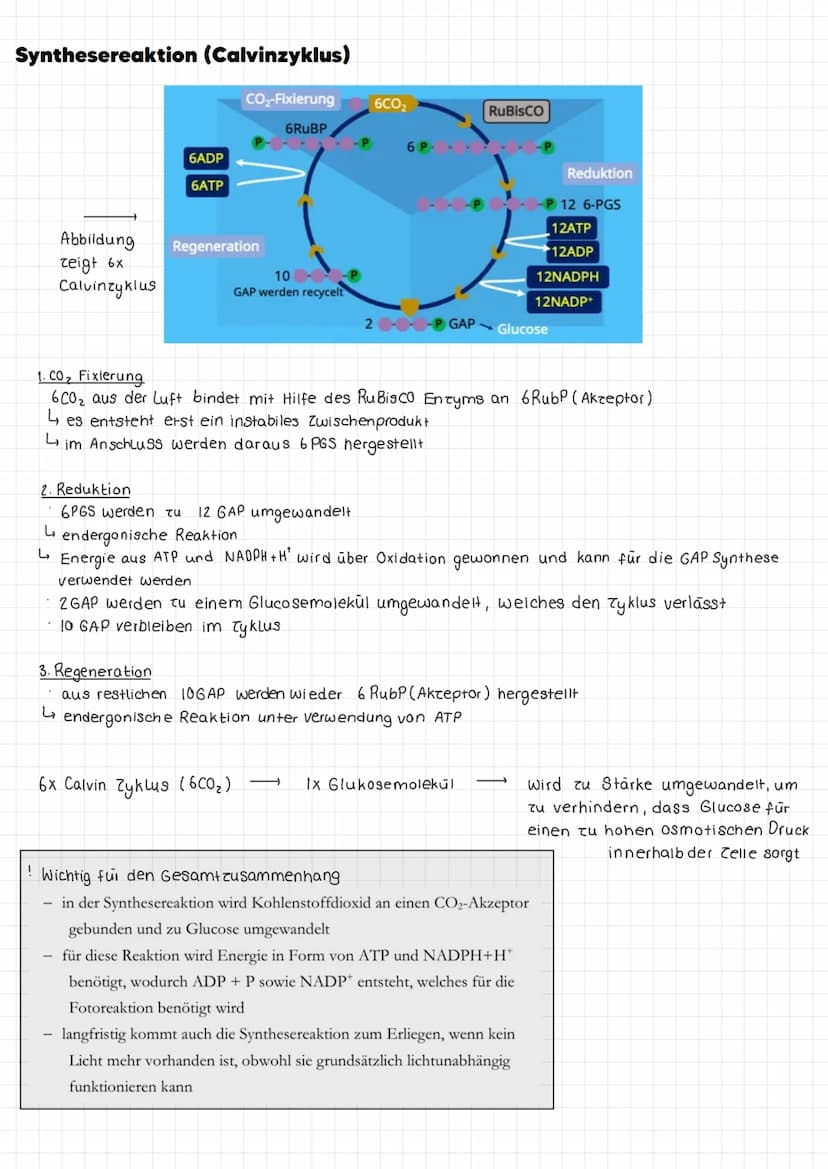 Im Allgemeinen
Definition Umwandlung energiearmer anorganischer Stoffe in energiereiche organische Stoffe mit Hilfe
von Licht.
Ort: Chloropl