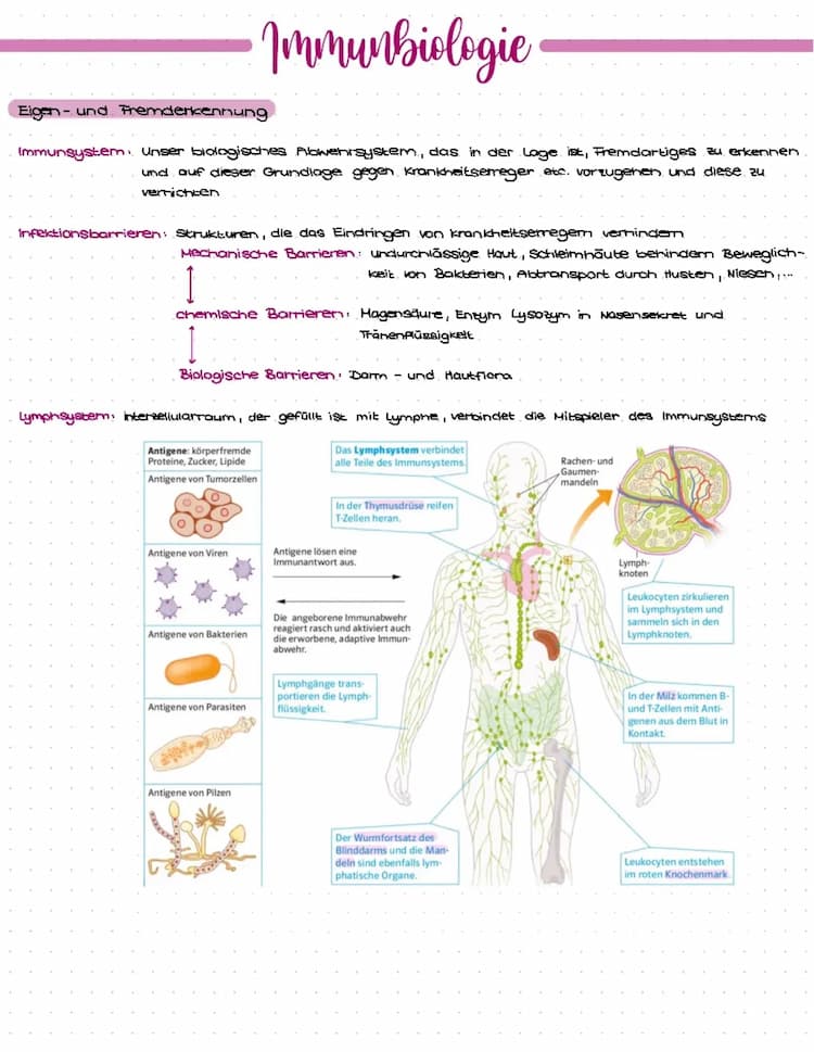 Know Immunbiologie, Immunsystem Zusammenfassung Abitur thumbnail